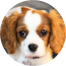 Cavalier King Charles Spaniel Puppies For Sale - Premier Pups
