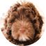 Mini Portidoodle Puppies For Sale - Premier Pups