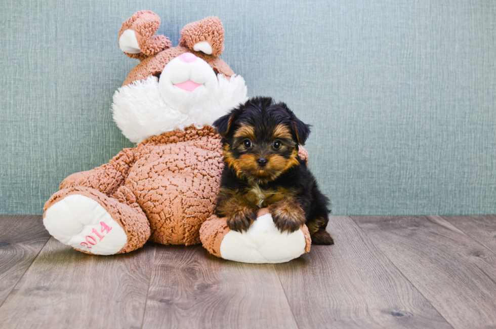 9 week yorkie puppy weight premier pups for sale in ohio buy or adopt a puppy breed on premier pup 9 week yorkie puppy weight premier pups for sale in ohio buy or adopt a puppy breed on premier pup
