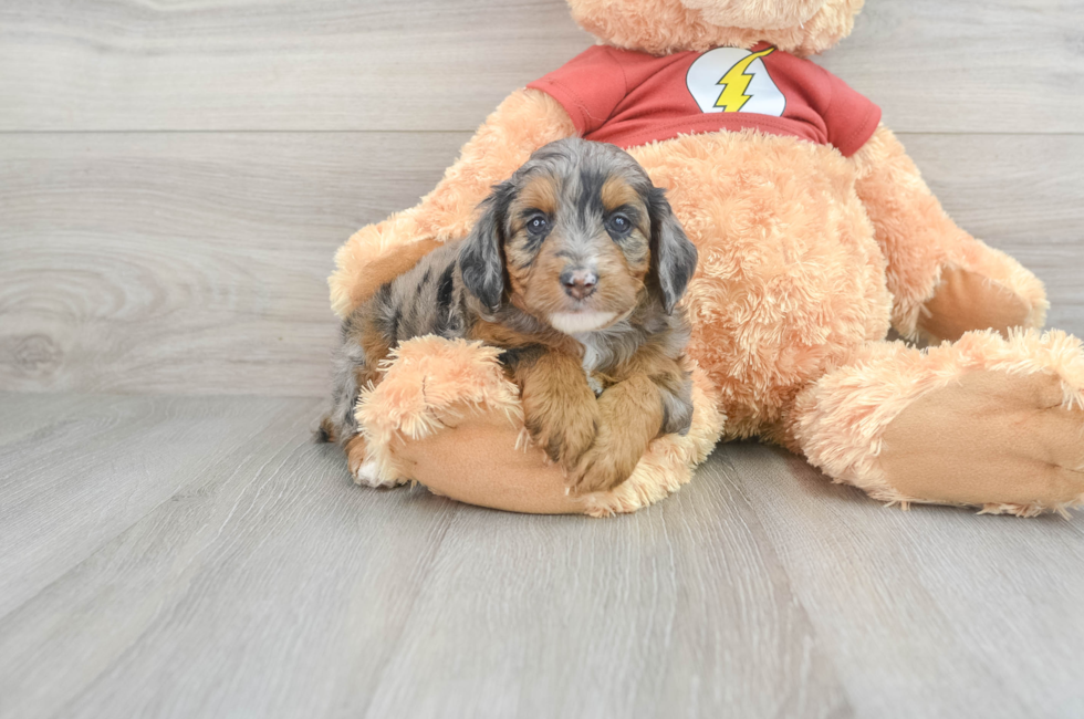 7 week old Mini Aussiedoodle Puppy For Sale - Premier Pups