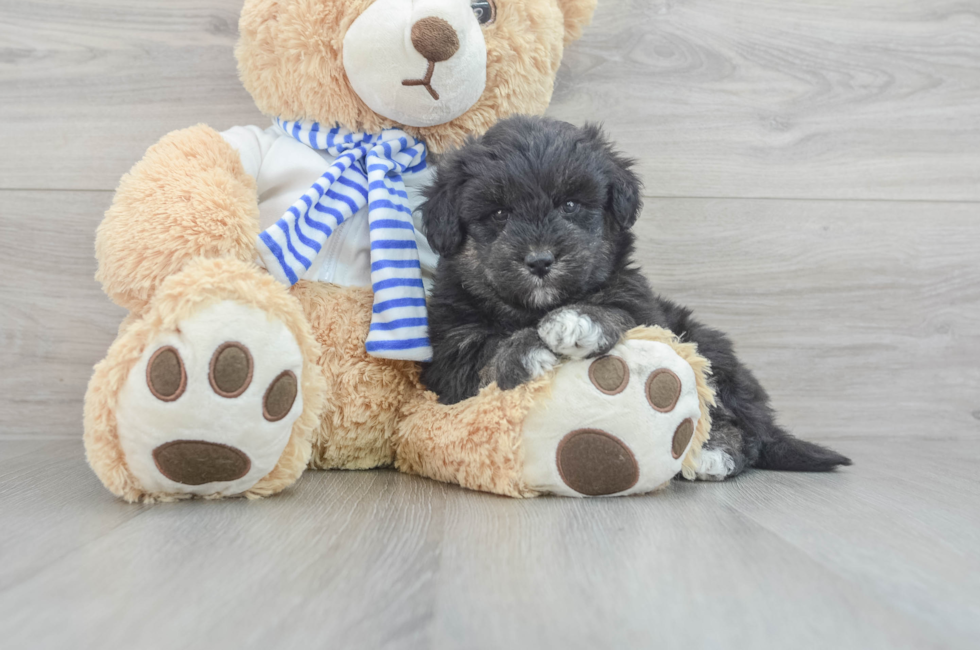 9 week old Mini Pomskydoodle Puppy For Sale - Premier Pups