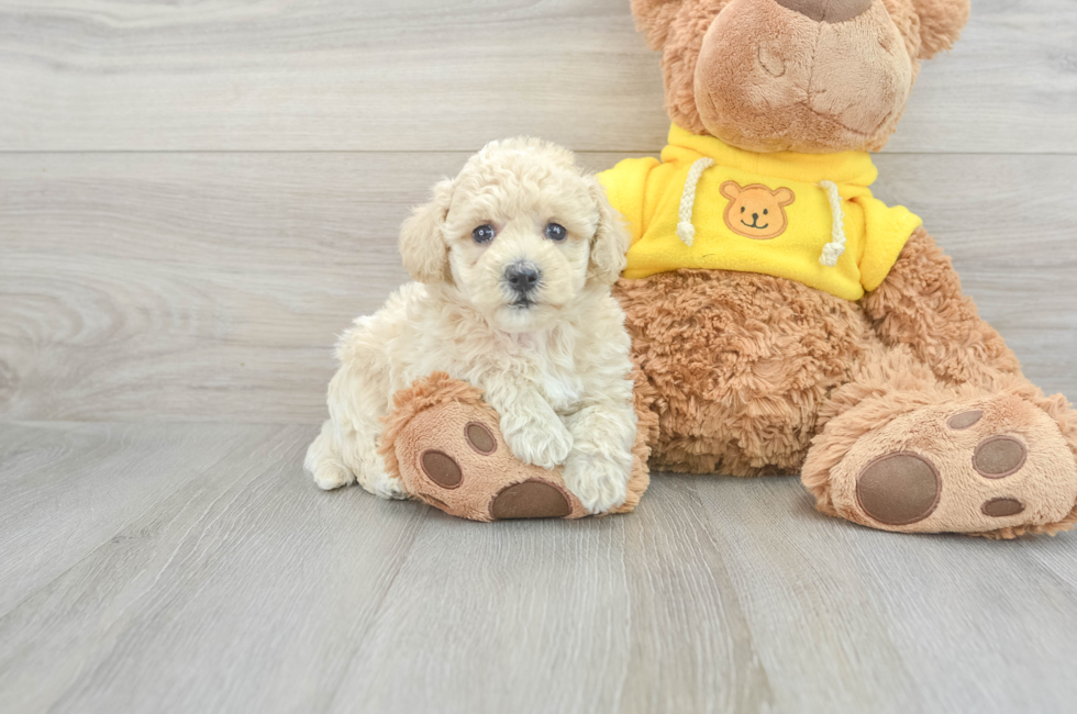 8 week old Poochon Puppy For Sale - Premier Pups