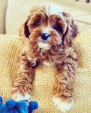 Puppy For Sale Premier Pups Playful Cavapoo Pup
