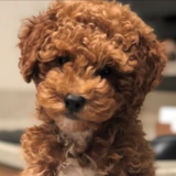 Puppy For Sale Premier Pups Cavapoo Being Cute