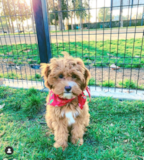 Puppy For Sale Premier Pups Cavapoo Being Cute
