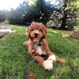 Puppy For Sale Premier Pups Cavapoo Being Cute
