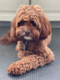Cavapoo - 2021's Cutest Dog - Premier Pups Cavapoo Being Cute