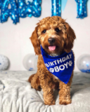Puppy For Sale Premier Pups Popular Cavalier Poodle Mix Pup