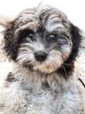 Puppy For Sale Premier Pups Popular Cavalier Poodle Mix Pup