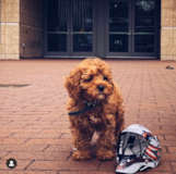 Puppy For Sale Premier Pups Cute Cavapoo Pup