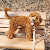 Puppy For Sale Premier Pups Playful Cavapoo Poodle Mix Pup