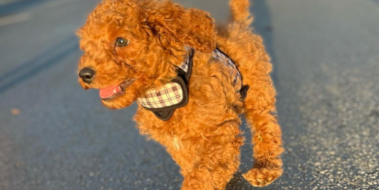 Apricot Cockapoo Guide: Color, Cost, Pictures +More