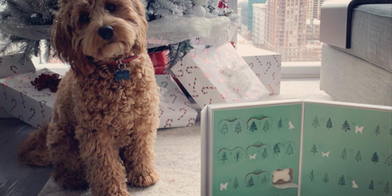 Are Cockapoo Good Dogs?