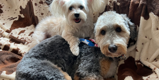 Are Mini Bernedoodles Aggressive? What Owners and Experts Say