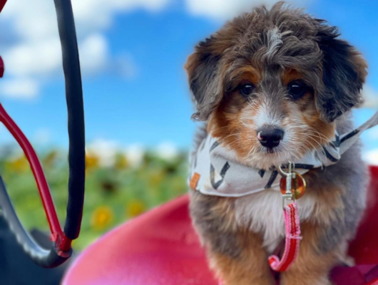 Are Mini Bernedoodles Good Family Dogs?