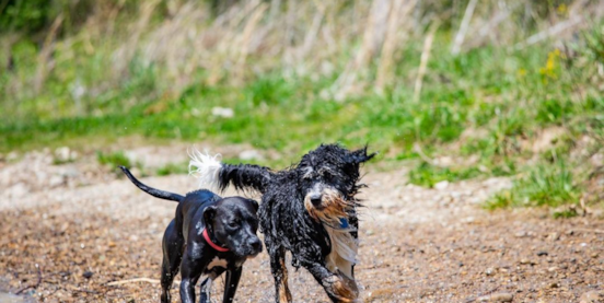 Are Mini Bernedoodles High Energy? An Honest Look at Daily Life