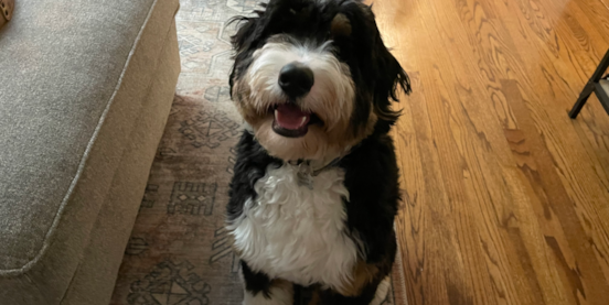 Are Mini Bernedoodles Smart? Intelligence, Trainability & Behavior