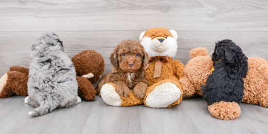 Chocolate, Brown, Black & Gray Mini Bernedoodles: Colors & How They Change