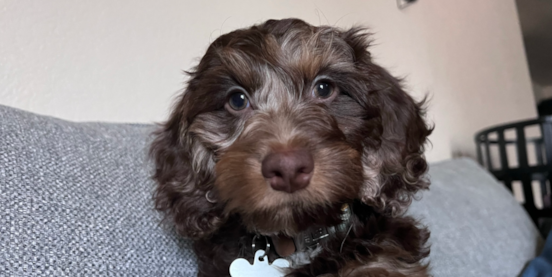 Do Cockapoos Bark a Lot?