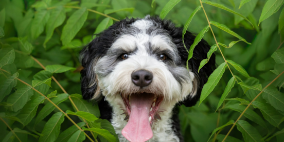 Do Mini Bernedoodles Bark a Lot? What’s Normal and What’s Not