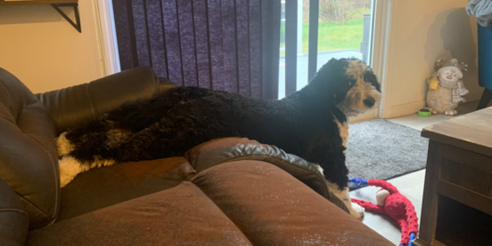 F1 Mini Bernedoodle: Size, Temperament, Shedding & More