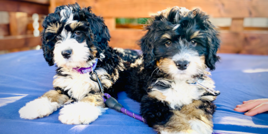 F2 Mini Bernedoodle Guide: Coat Types, Shedding, Grooming & More
