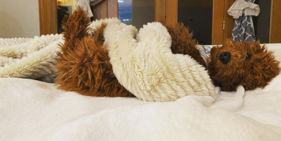 Top Mini Goldendoodle Breeders in the USA