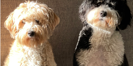 Male vs Female Mini Bernedoodle: Which Is Right for You?