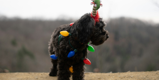 Meet The Black Cockapoo: Pictures, Color Fading +More