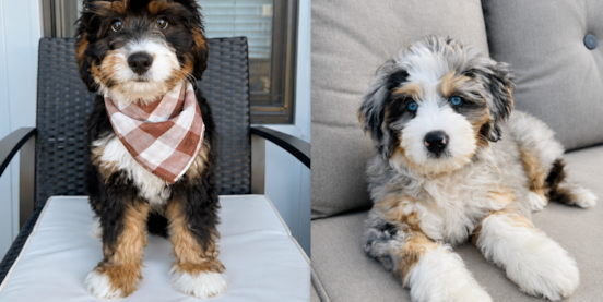 Merle Mini Bernedoodle: Blue Merle, Chocolate Merle & Blue Eyes