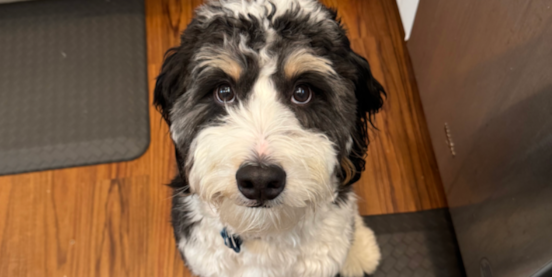 Mini Bernedoodle Lifespan: How Long Do Mini Bernedoodles Live?