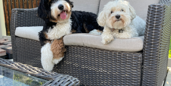 Mini Bernedoodle Pros and Cons