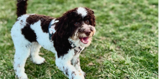 Popular Cockapoo Generations Explained: F1, F1b, F2, Multigen