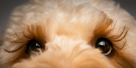 Best Mini Goldendoodle Haircuts