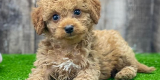 Tan Cockapoo Guide: Color, Pictures, Cost +more