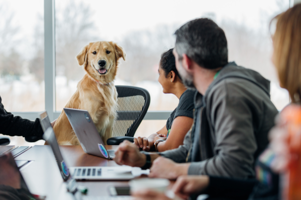 The 30 Smartest Dog Breeds Ranked: A Guide to Brilliant Canines