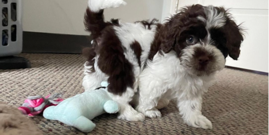 Toy Cockapoos Guide